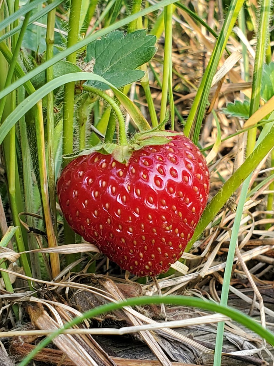 GnomonChronicl1's tweet image. #TwoYearsAgo
26 June 2023 @ 6:47 pm
Strawberry
gnomonchronicles.com/wiki/Strawberr…