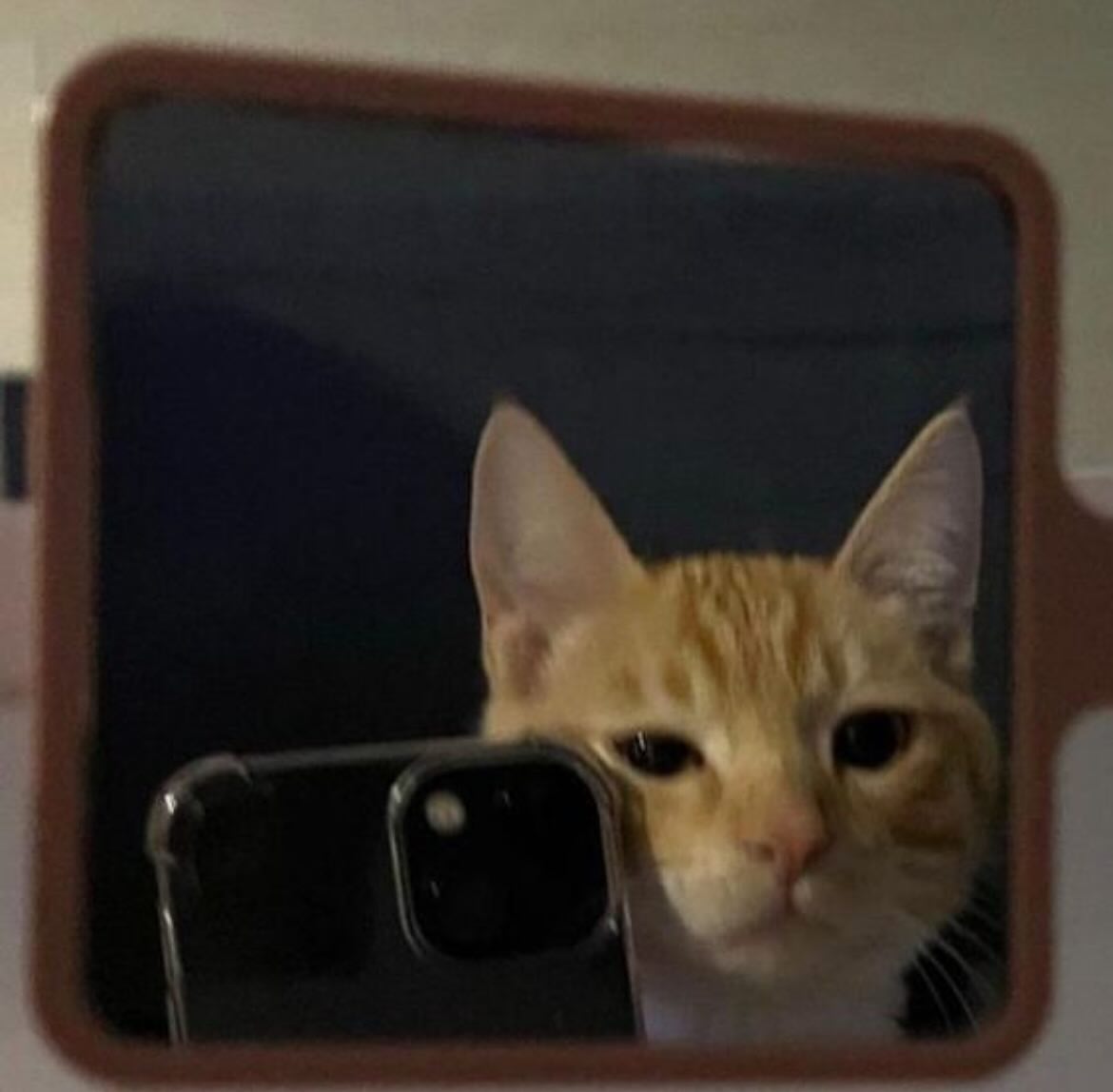 PunchingCat's tweet photo. https://t.co/PtdwkJiHwd