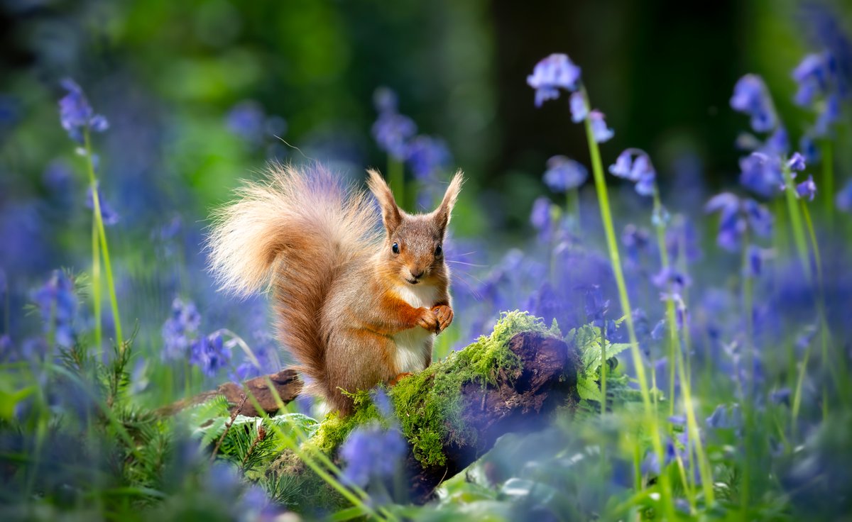 Stop and smell the flowers 🪻

📸: Ian Groves

#FluffyFriday #squirrel #redsquirrel