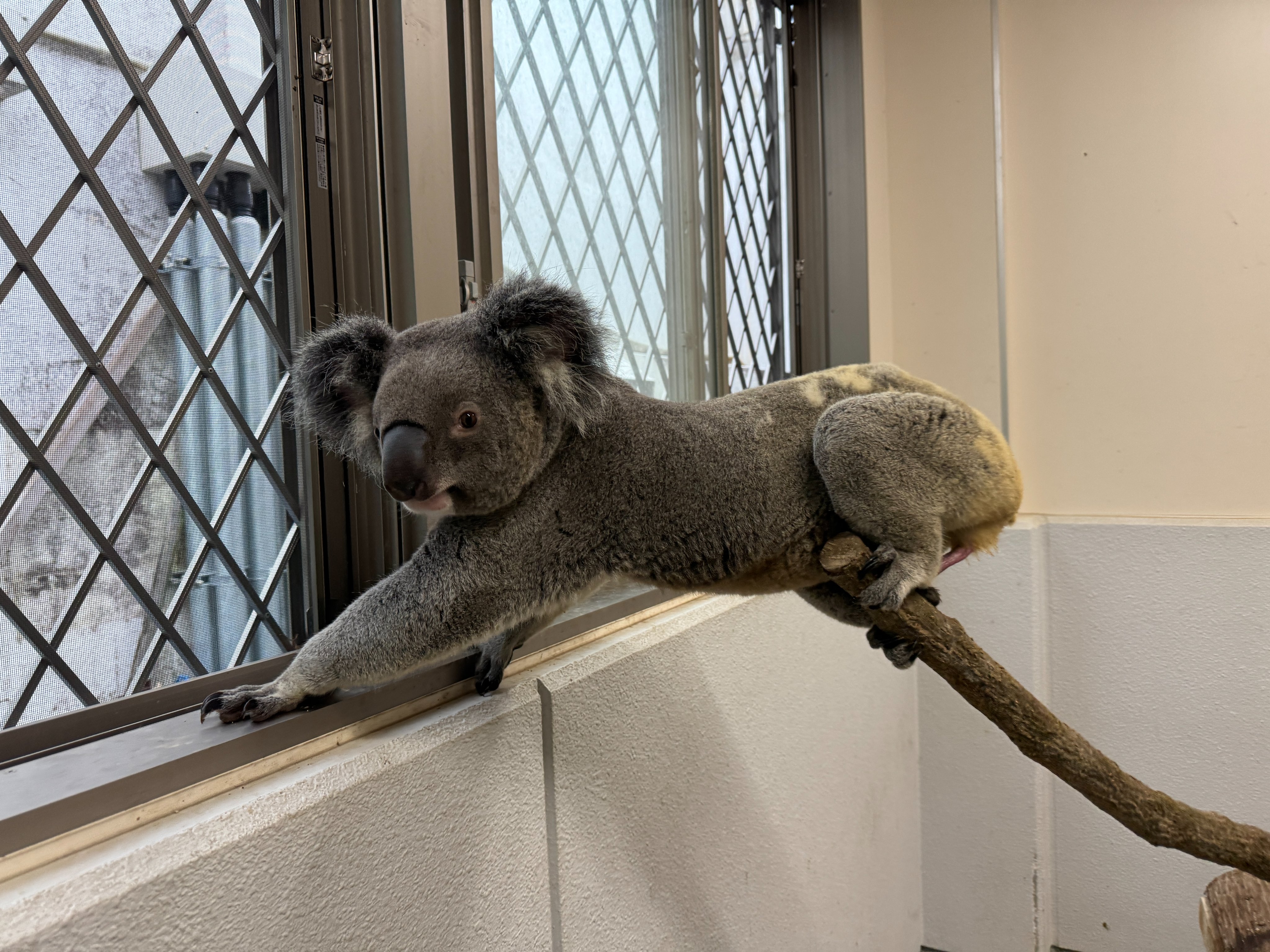 🐨やしじゅん🐨コアラー(2025もコアラ年) | 宇宙にお呼ばれして