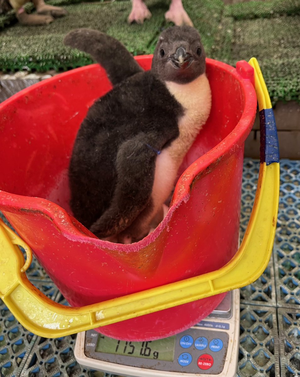 現在、冷房室にて成育中の #ミナミイワトビペンギン のヒナ3羽の様子をお伝えします！

1枚目は、ヒナのアップです。おとなとちがい、ヒナ特有のふわふわとした「綿羽（めんう）」に覆われています。