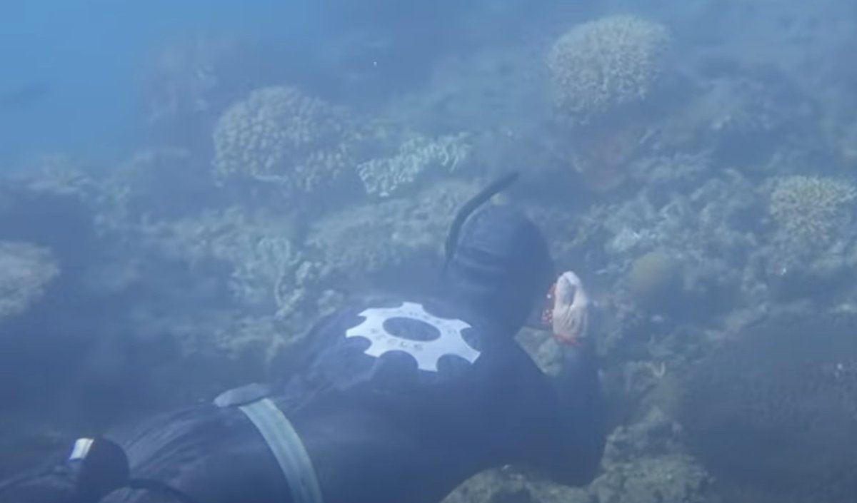 Reef Ecologic (@reefecologic) on Twitter photo Marine citizen science and education on the reef <a href="/mbtourism/">MissionBeach Tourism</a> <a href="/CitSciOZ/">Australian Citizen Science Association</a> youtube.com/watch?v=uomVmP… Marine citizen science and education on the reef <a href="/mbtourism/">MissionBeach Tourism</a> <a href="/CitSciOZ/">Australian Citizen Science Association</a> youtube.com/watch?v=uomVmP…