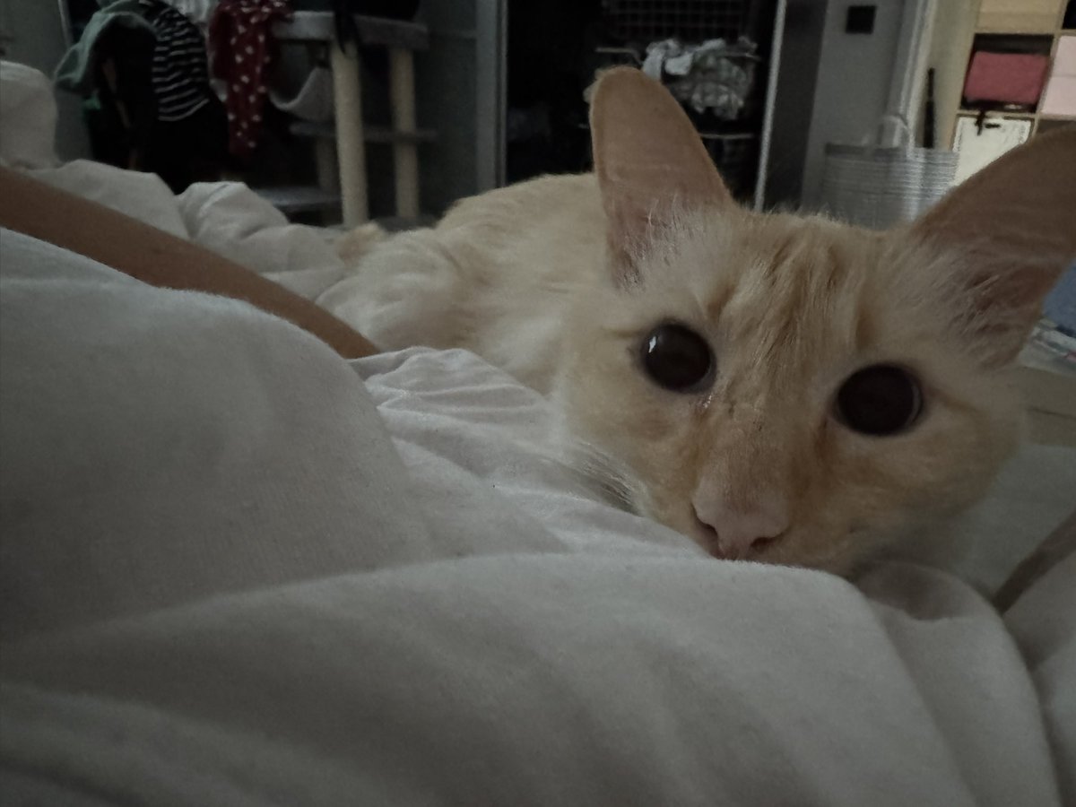 beatrice (& 🌈 benedick) tweet media