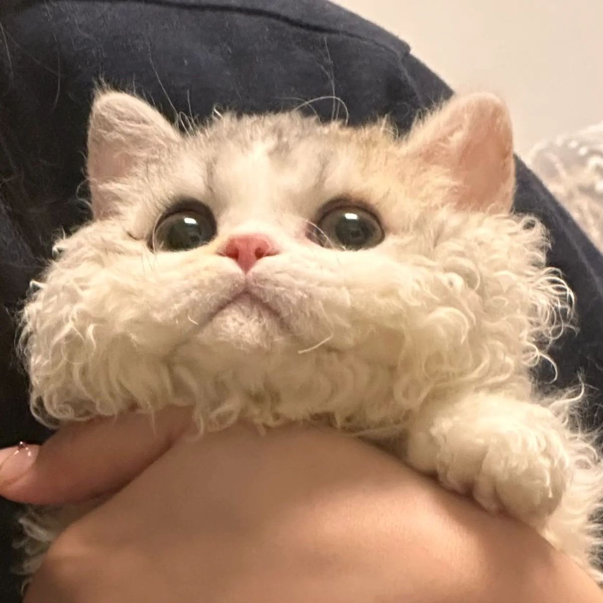 nn_yong2's tweet image. 귀여워.. 상엽이 복복🫳🫳