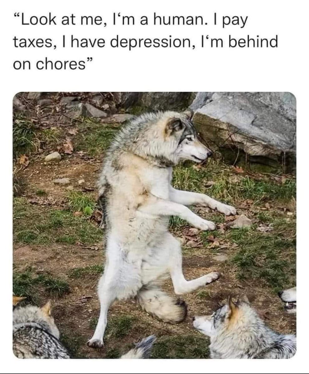 JanGerza's tweet photo. @dog_rates @milolovesromeo https://t.co/1D16DUErz0