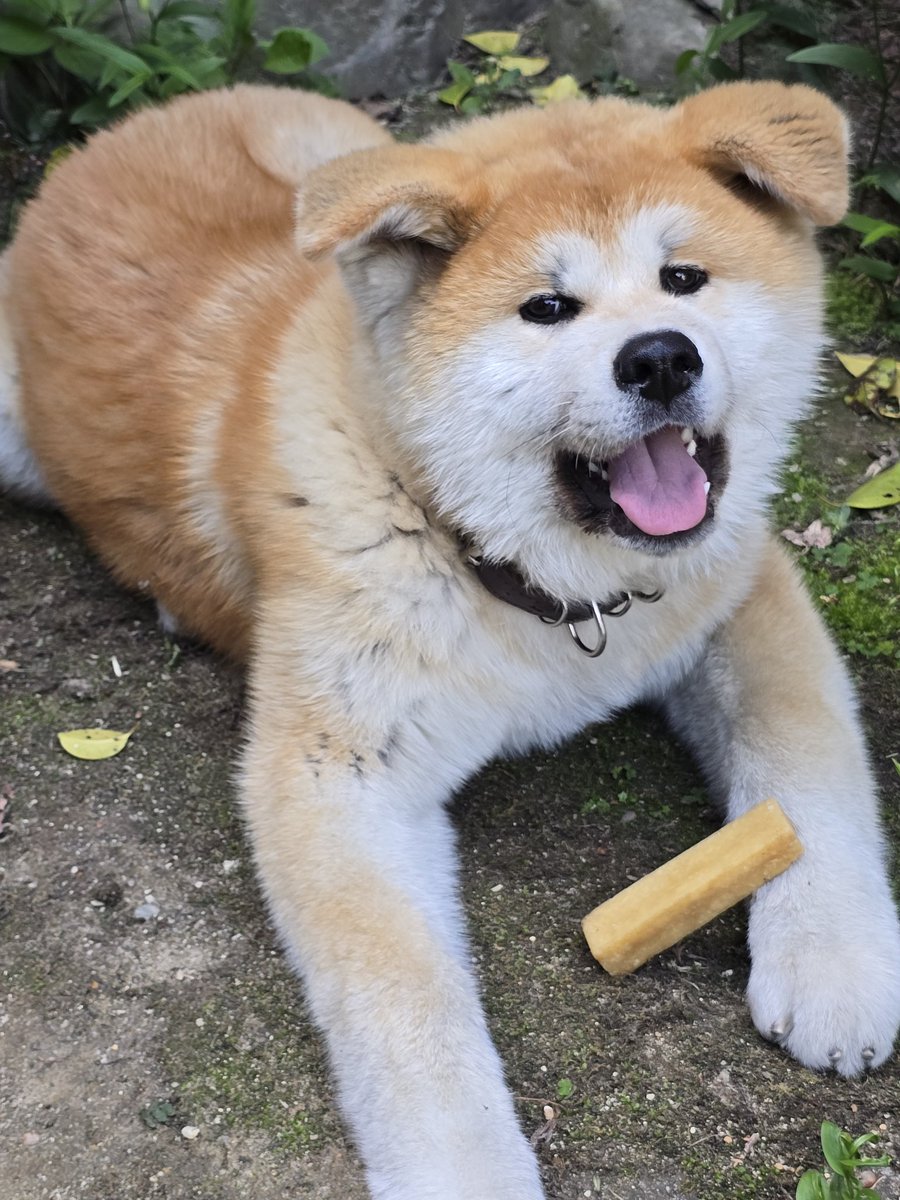 ヤクのチーズ美味しい😀