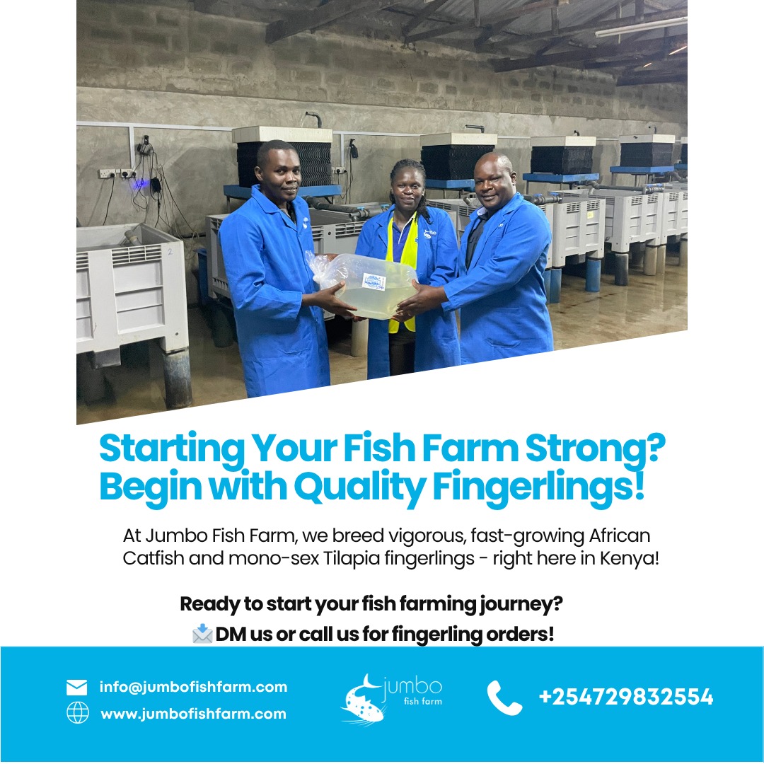 At Jumbo fish farm, we breed vigorous, fast-growing African Catfish and mono-sex tilapia fingerlings - right here in Kenya!

#jumbofishfarm #monosextilapia #tilapiafingerlings #africancatfish #kenya