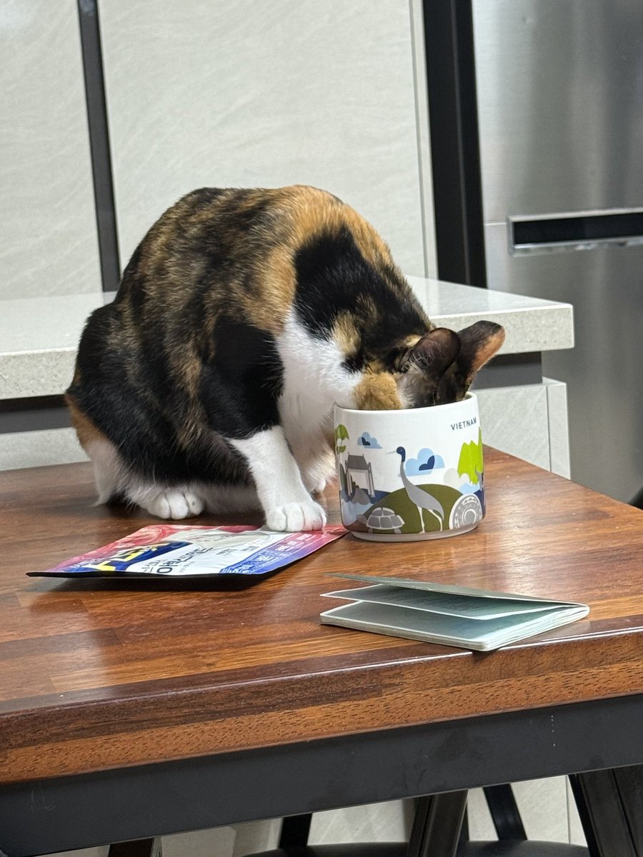 순진한 얼굴로 맨날 사고치는 고양이..