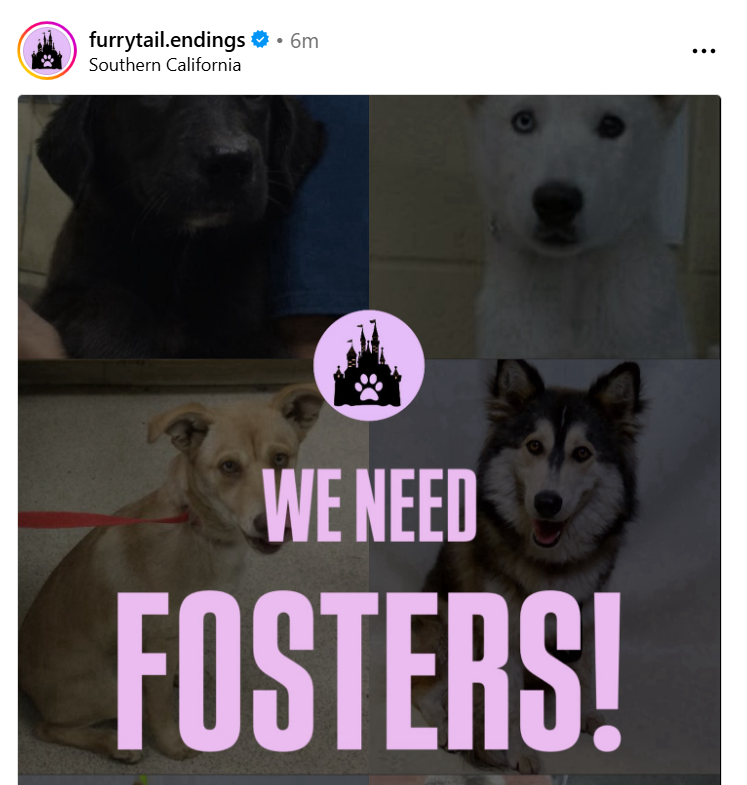 Though furrytailending.org does not rescue exclusively from Downey California, they have saved many of our dogs over the years. Great rescue &amp; very responsible - never pull more dogs than they have fosters or finances for. Apply online🙏 Text from Furry Tail in thread.