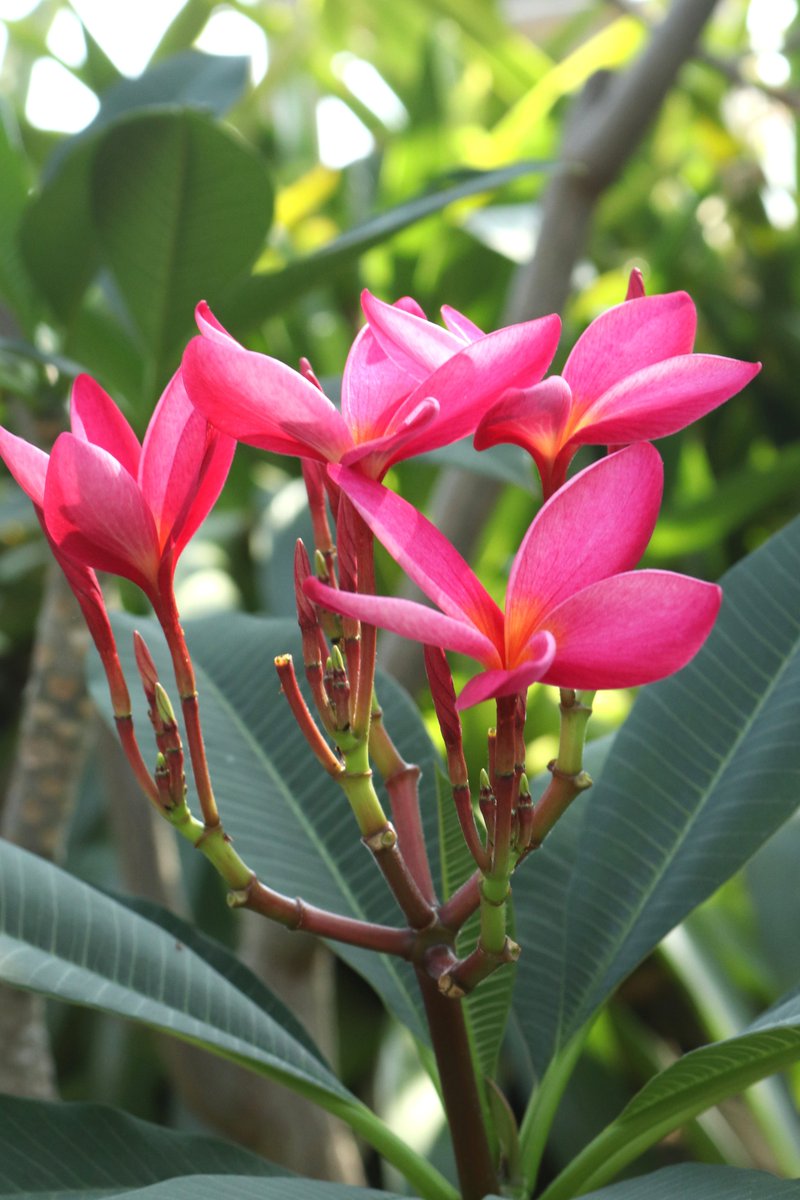 熱帯花木室にて爽やかな甘い香りが特徴的な #プルメリア の仲間が開花中。中南米、西インド諸島原産のキョウチクトウ科の植物です🧐
ハワイ語で「プルメリア」は「Pua melia （プアメリア）」とよび、「大事な人の幸せを願う」という意味があり、レイなどの材料として大変愛されている植物です。