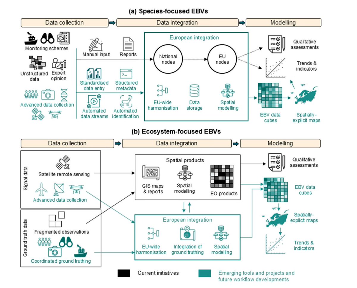 How to establish workflows for Essential Biodiversity Variables? From data collection to indicators with data integration and modeling at the center. Our paper from @EuropaBON is out today in Global Ecology and Conservation. 1/# 🧵