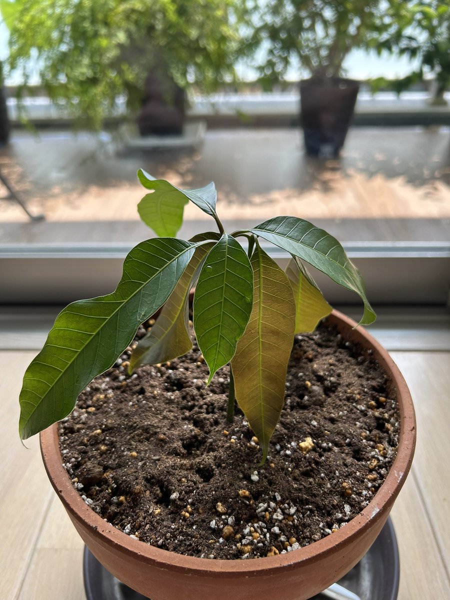 atonemob's tweet photo. 種から発芽したマンゴーを鉢植えに。実がなるのは7〜8年経ってかららしいが果たして https://t.co/oqmxMjQP1L