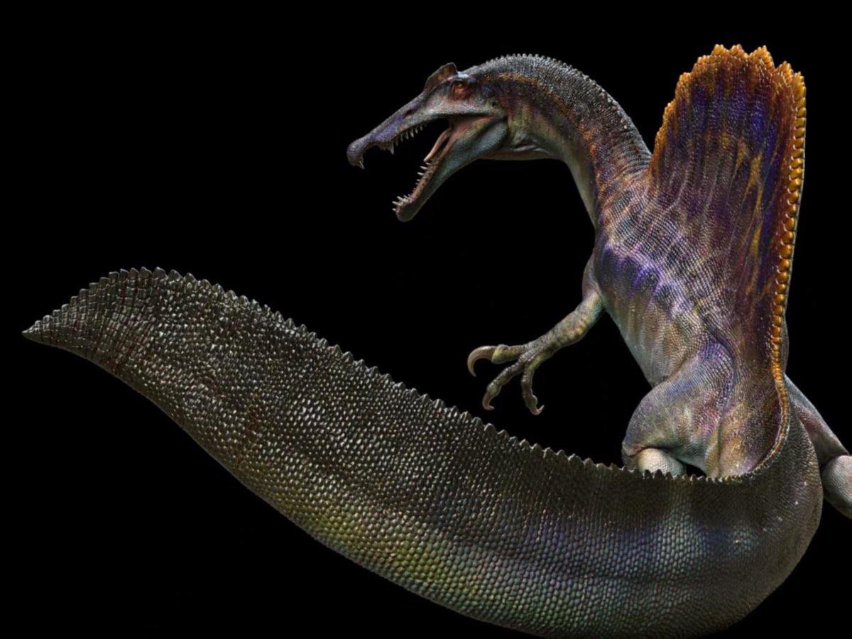 EJR_Paleo_MSc's tweet image. Amazing #Spinosaurus reconstruction by @EdenBuster in a very dynamic pose. #Dinosaurs #Paleontology