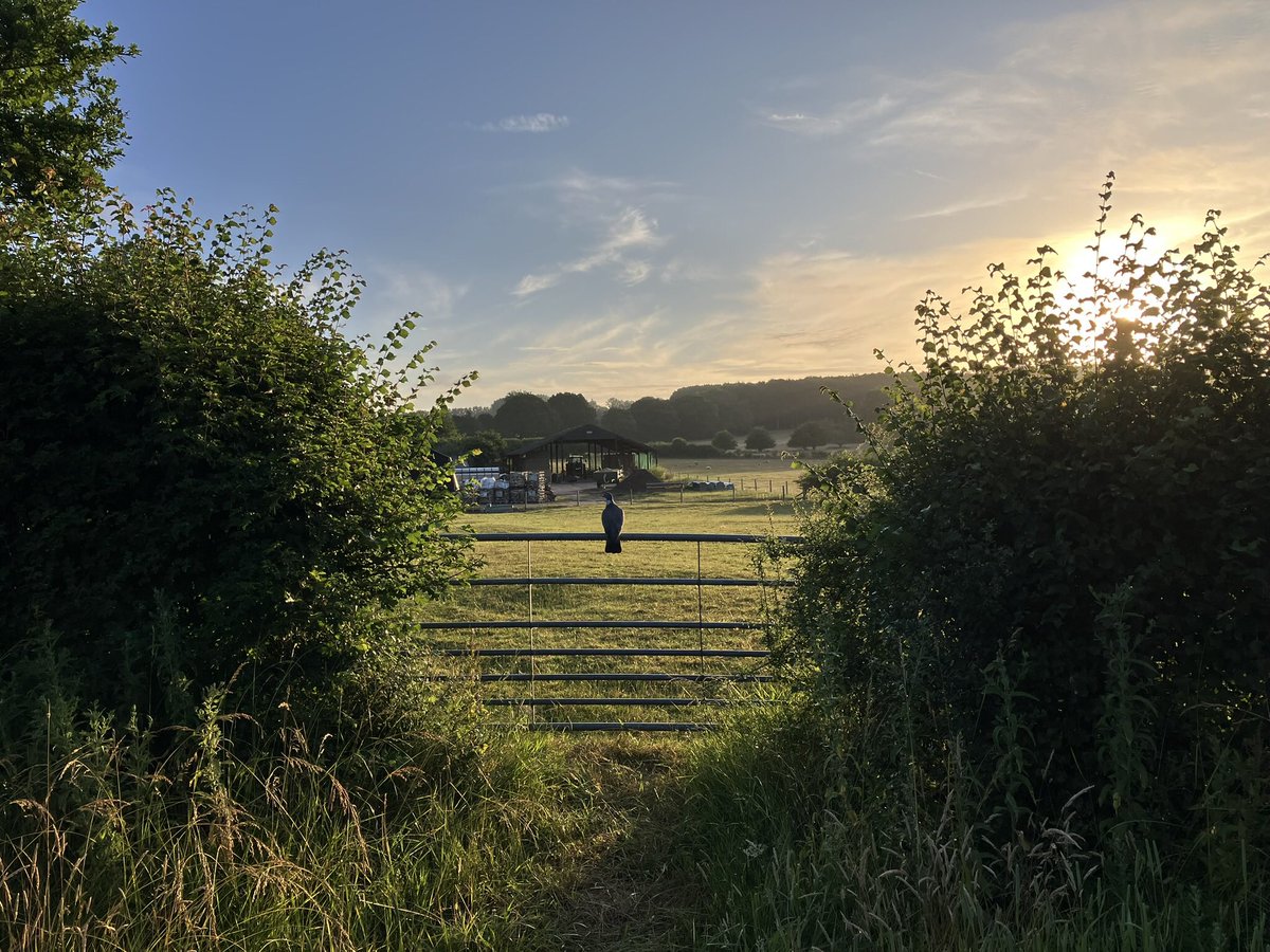 Beautiful fresh morning here in Hampshire after a drop of rain overnight (not enough, but every little helps).