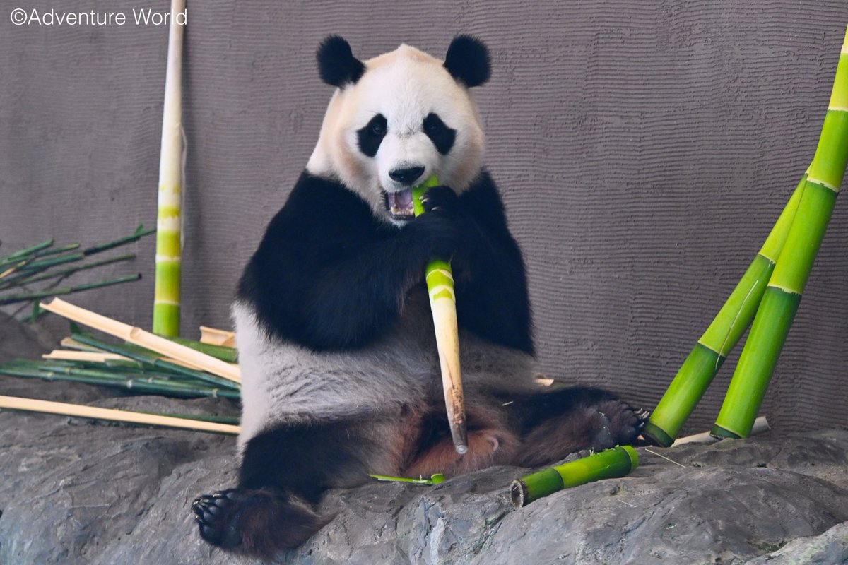 明日(6/28)中国・成都へ旅立つパンダ4頭の本日(6/27)の様子をお届け★
竹を食べてそれぞれゆっくりと過ごしています♪

#良浜 #結浜 #彩浜 #楓浜
#ジャイアントパンダ