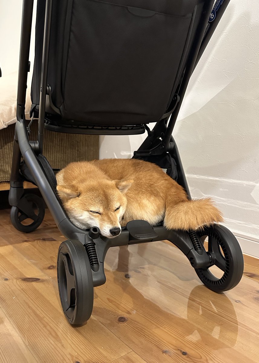 ベビーカー新調したら乗り心地確認しにきた