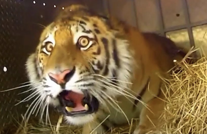 ᅠ ᅠ ᅠᅠᅠ glamrock ᅠ .ᐟ ᅠᅠ ᅠ (@liminusstars) on Twitter photo 