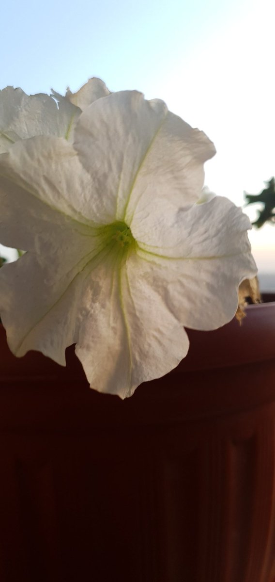 EmanHimmat's tweet photo. 🌿 طابت حياتكم، وازدهرت أرواحكم بالطمأنينة والنور🤍
 صلّوا على خير البشر، وابدأوا يومكم بسورة الكهف، نورٌ ما بين الجمعتين 🤍
✨ وتذكّروا: النفس تحتاج كما القلب إلى غذاء، وغذاؤها في التوقف قليلًا... في التنفس... في التقدير لما هو حاضر ❤‍🩹 https://t.co/6OTJoYxwVV