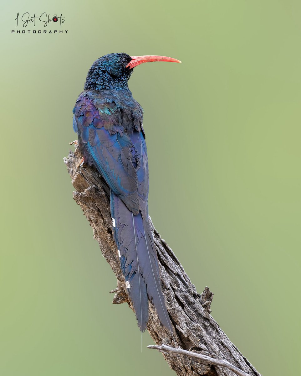 Green Woodhoopoe