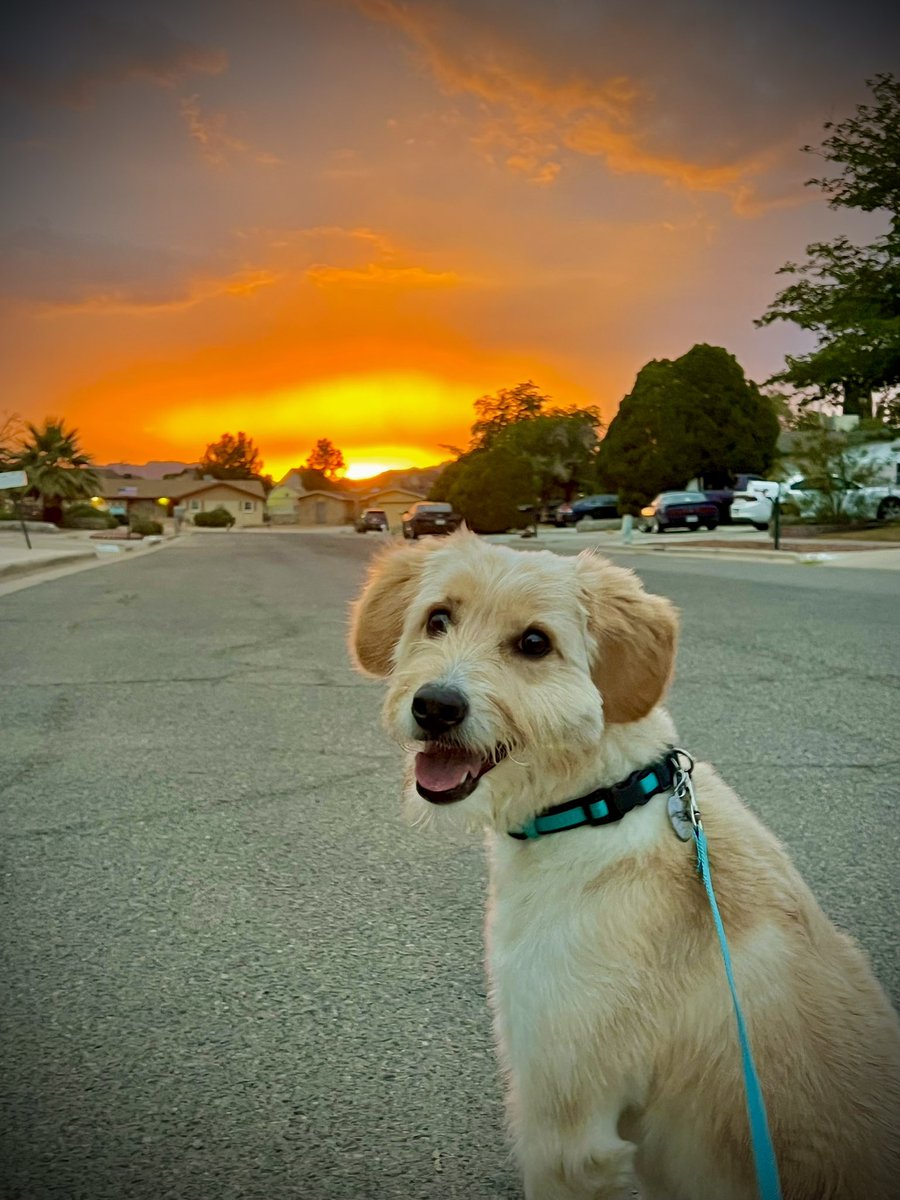 MonicaGisela26's tweet photo. Sunsets and smiles!!! ❤️🌅🐶 #itsallgoodep https://t.co/csnt88Vx2f
