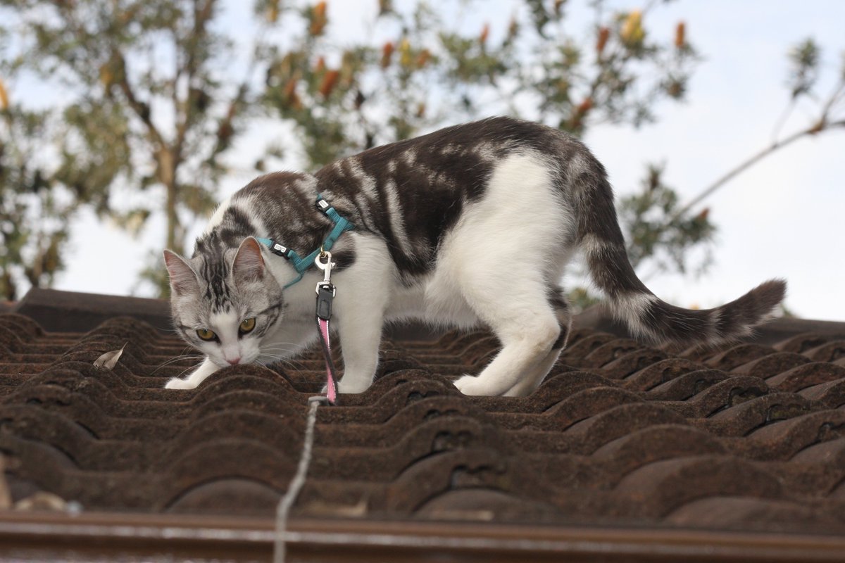 Diary of a cat servant: For today's #FlashbackFriday here is a different kind of SniffingIsLiving #Hedgewatch shift.