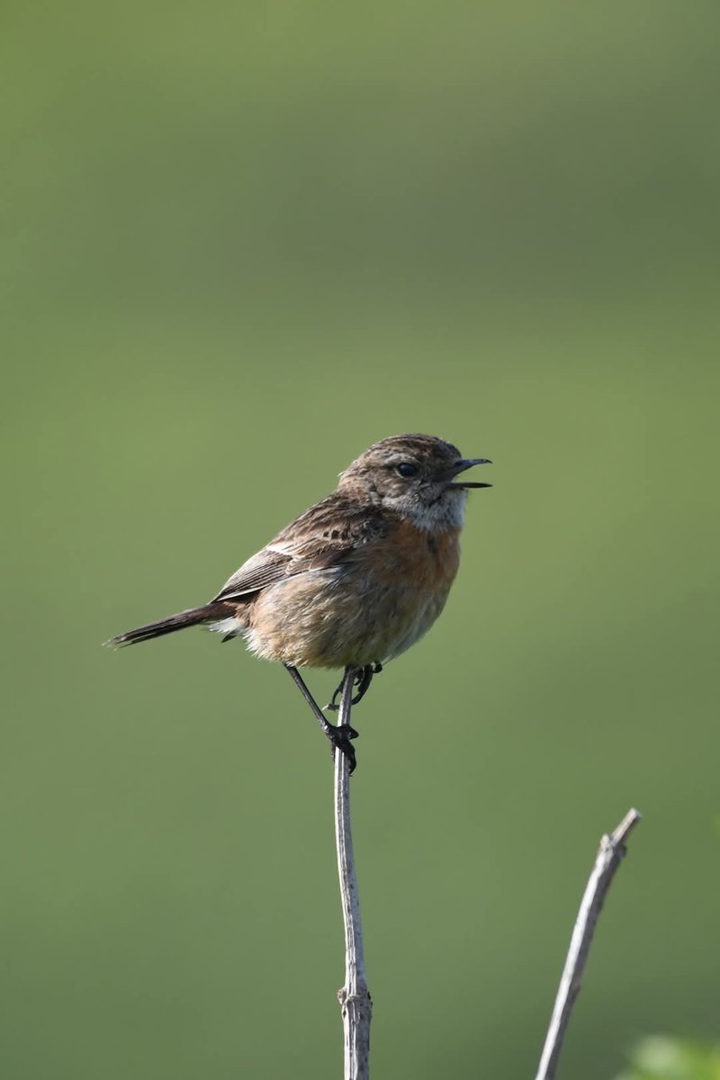 Stonechat 
Bude Cornwall 〓〓
#Bude #Cornwall 
#Stonechat