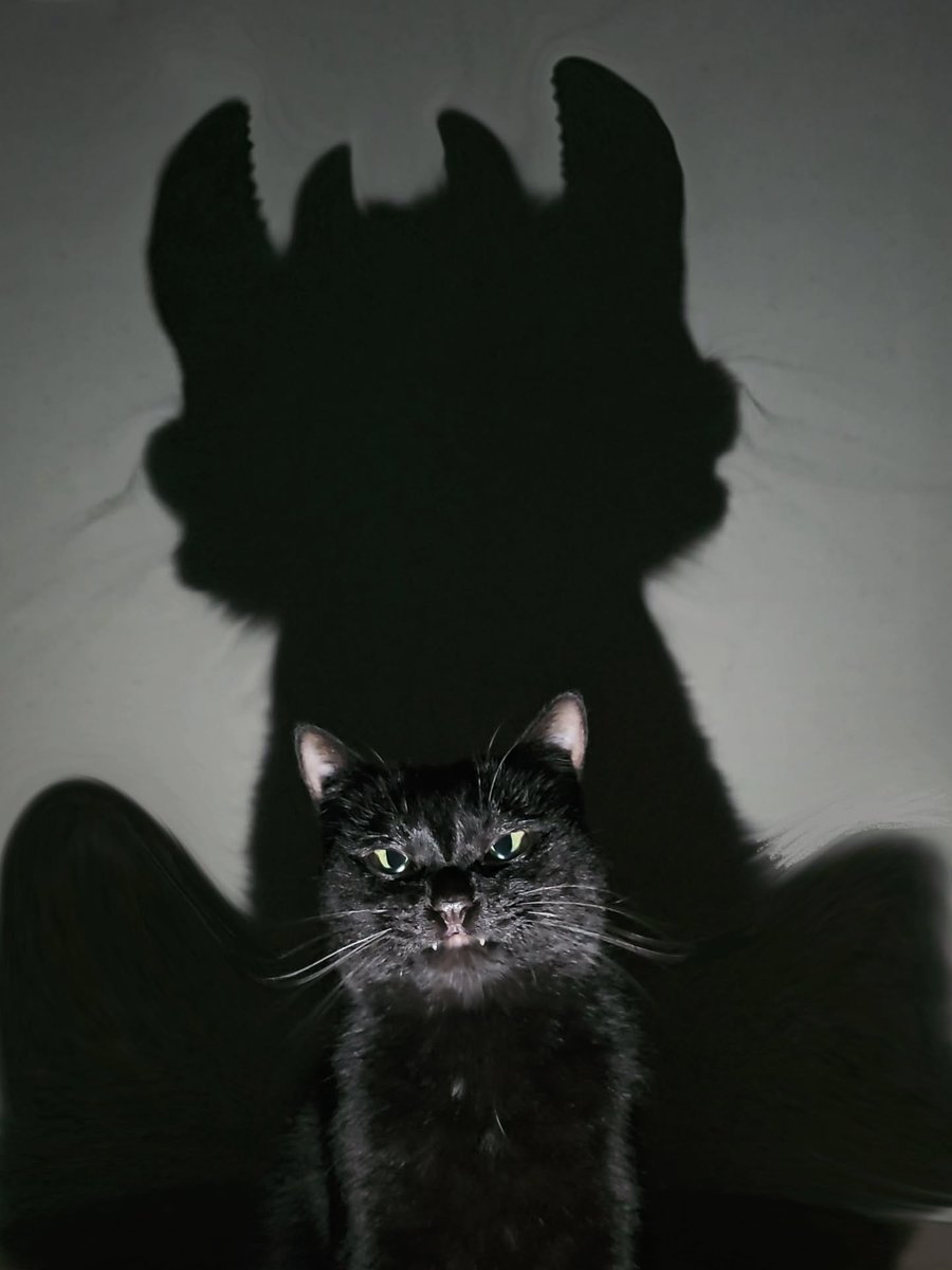 TheCatsX's tweet photo. https://t.co/uOCCxpCf6N