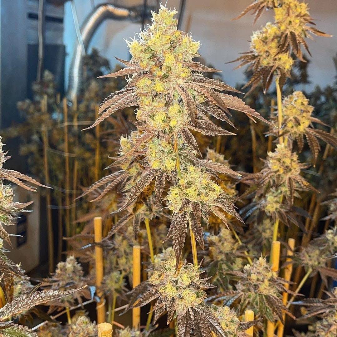 OGRascalGas's tweet image. Milk Dutz 🥛