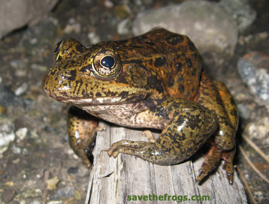 savethefrogs's tweet image. 🚨 Cattle Guards: An Overlooked Death Traps for Amphibians &amp;amp; Reptiles

A new study documents alarming numbers of amphibians and reptiles becoming entrapped and dying in cattle guards across California and Baja California.
journal.wildlife.ca.gov/2025/05/20/obs…

#amphibians #savethefrogs