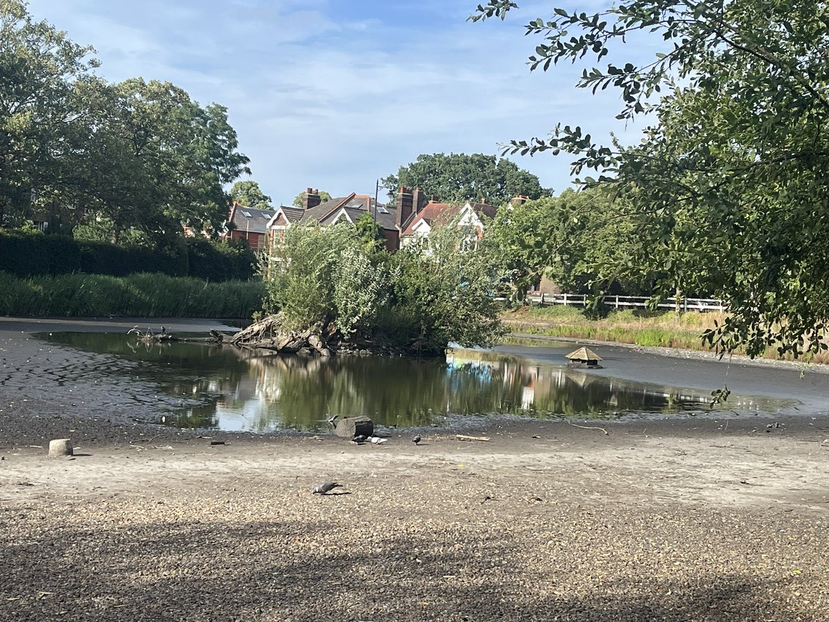 Chislehurst Matters (@chismatters) on Twitter photo So sad to see Prickend Pond has dried up so much. Another period of little/no rain may even see it completely dry up. 
As a gravel pit and not a natural pond, the pond relies on surface water run off and of course we’ve had next to no significant rain for weeks. So sad to see Prickend Pond has dried up so much. Another period of little/no rain may even see it completely dry up. 
As a gravel pit and not a natural pond, the pond relies on surface water run off and of course we’ve had next to no significant rain for weeks.