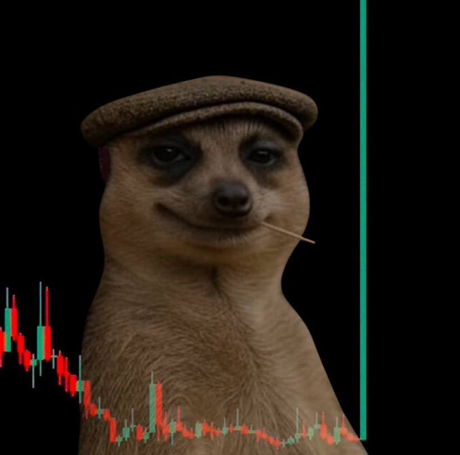 nabzgmi's tweet photo. @W0LF0FCRYPT0 #meercat coded
hold the line boys, we about to GIGA SEND https://t.co/krf47datXd