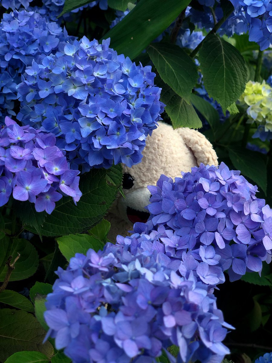 fafa_bear's tweet image. ぼくはど～こだ？
ことしもきれいなあじさいみれたよ♪