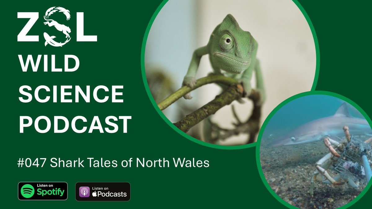 ZSLScience's tweet image. #DYK the Welsh coast is home to 27 species of sharks, skates and rays? 🦈 The latest episode of #ZSLWildScience podcast comes to you from Pen Llŷn a'r Sarnau SAC, as we go in search of tope shark and learn more about the vital role of fishing communities: spoti.fi/3oAYUh8