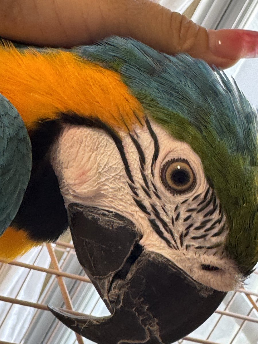 anzu_0803_php's tweet photo. 爪切りの為今年県内にできた鳥の病院へ。

押さえつけられたのか
少し腫れて水脹れになってる。。
ごめんよぉ痛かったなぁ🥲🥲 https://t.co/aRywqqbv9y