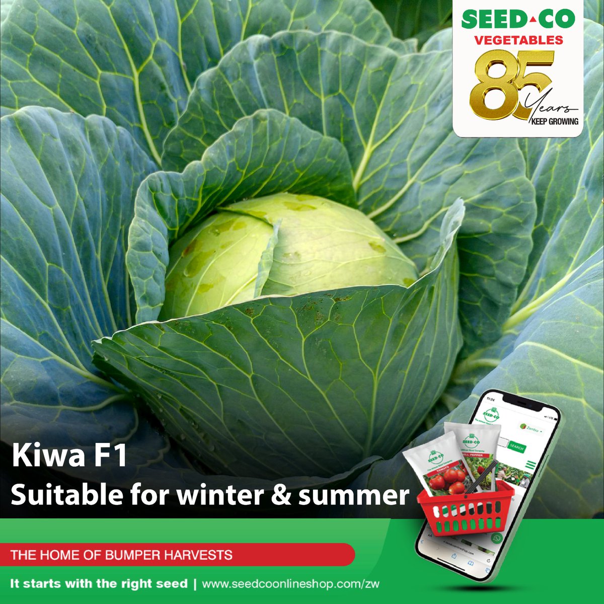 SeedCoVegZim's tweet image. 𝗞𝗶𝘄𝗮 𝗙𝟭 is an early-maturing hybrid cabbage variety, well-suited for both summer and winter slots. With a round head shape and an average weight of 4–5 kg, It produces nice green coloured leaves and offers excellent flavor. 

#seedcovegzim