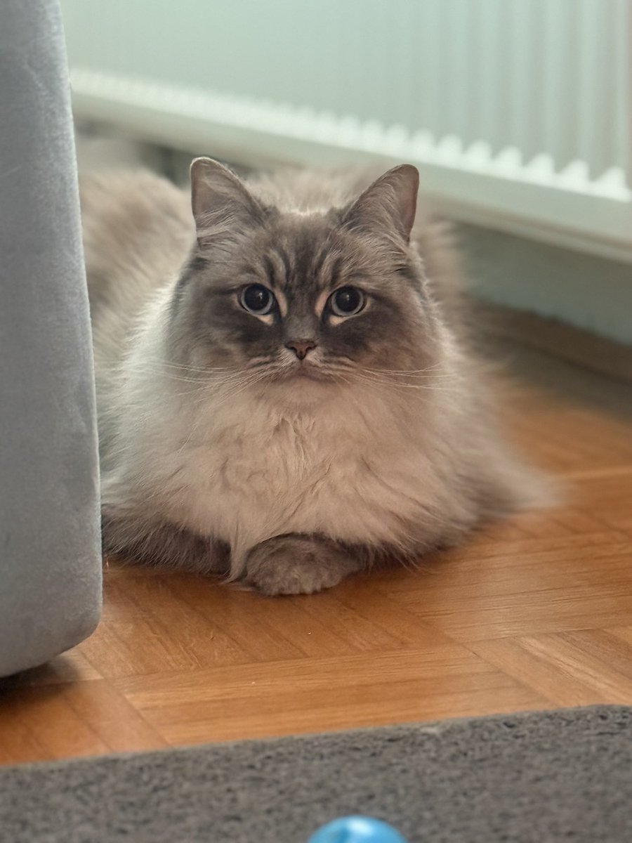 New cat TGE’d 🐱