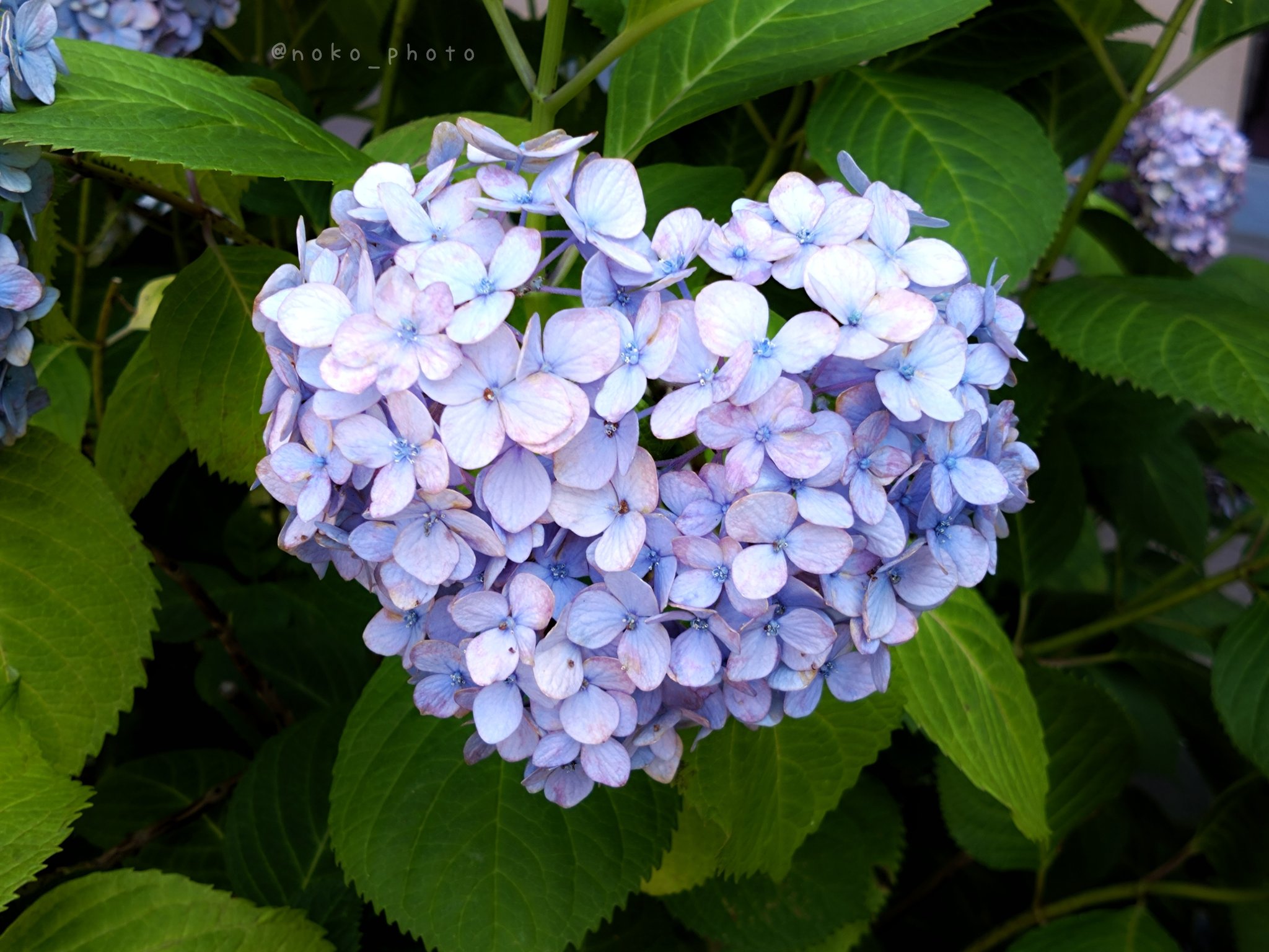 虹～紫陽花⭐ 超最新新品種！】 紫陽花 ラグランジア 『クリスタルヴェール2