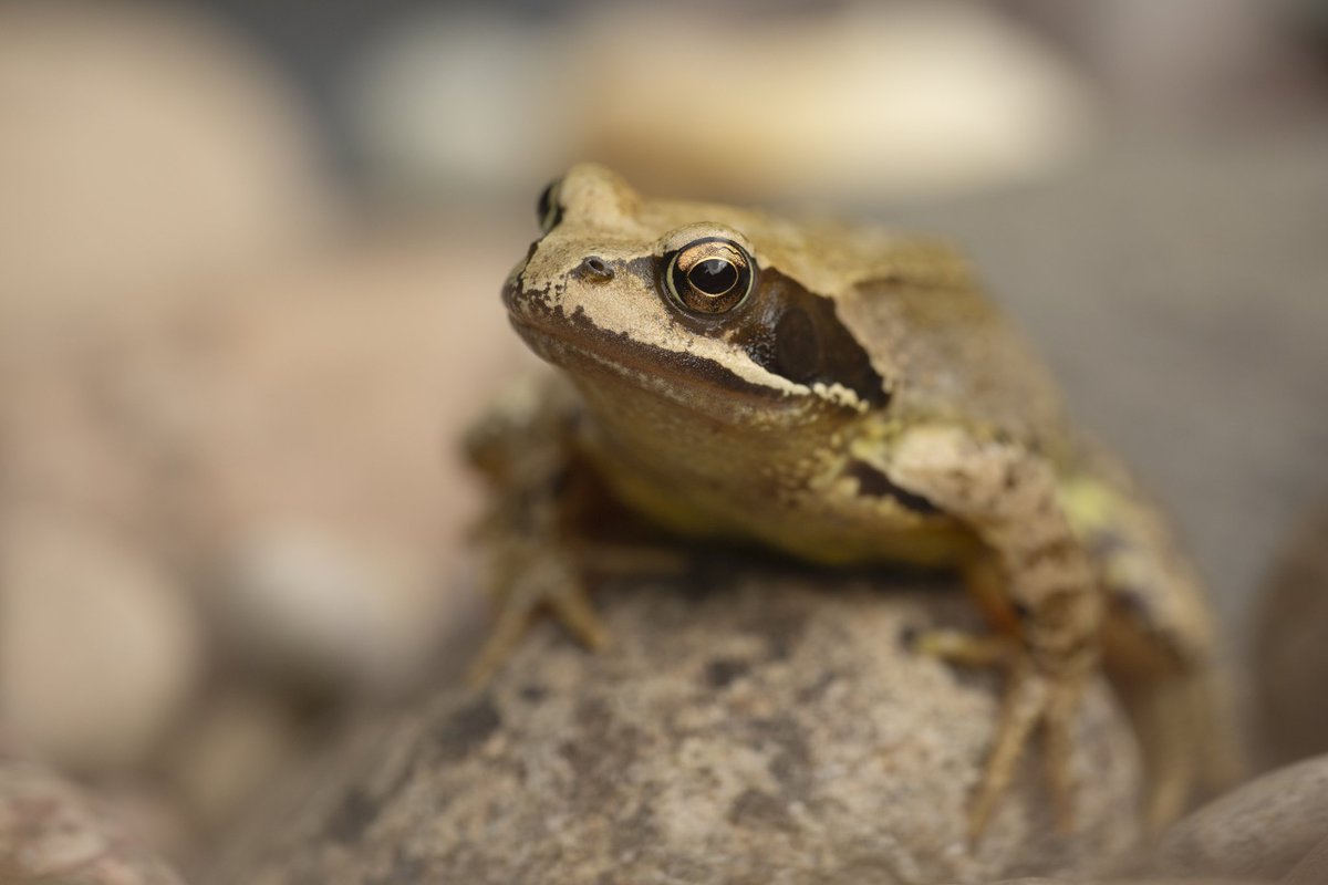 ForLilCreatures's tweet image. Happy FrogFriday

I accidently disturbed this beauty the other day whilst filling the bird baths. 

I didn&apos;t know it was there until it hopped onto the pebbles at the edge of the pond where it sat for a little while before hopping off into the wild area next to the pond.
