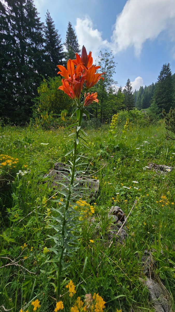 AlpeCimbra's tweet photo. 📅 Sabato 5 luglio, ore 11
🎉 Inaugurazione del nuovo percorso “Natura in gioco” al Giardino Botanico di Passo Coe!
🐝 Apertura mostra “Città a misura d’ape”
🌸 Intitolazione del Giardino ad Alfredo Gelmi
📍 #AlpeCimbra #Trentino #EstateInMontagna https://t.co/rV4uOuMZOR