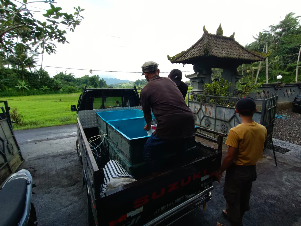 MaenTwit's tweet photo. Kamis(26/6/25),Erwin,Luhkan Kab.Karangasem.Pendampingan pemasaran ikan Nila di pokdakan Mekar Sari#LuhkanSatminkalGONDOL #Karangasem
@bpbatmandiangin
@KarangasemKab
@kkpgoid
@BudidayaKKP
@bppsdm_kp
@bppsdm_gondol https://t.co/0NDBHS2inV