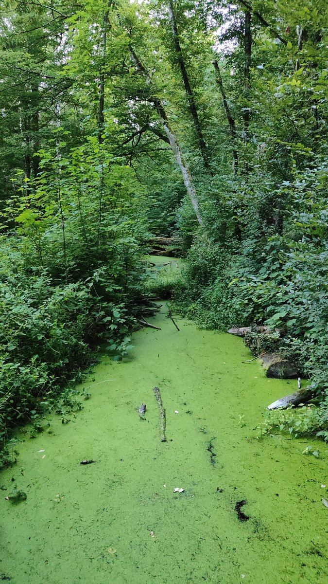 Chenonceaux
#chenonceaux #castle #France #valdecher #photo
