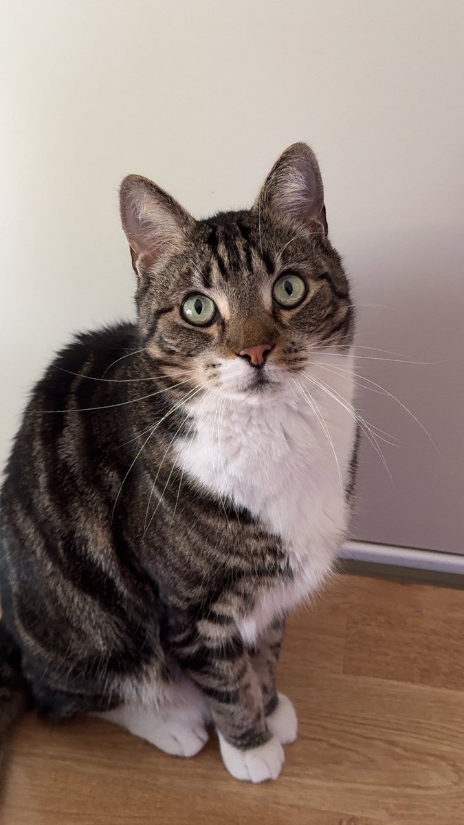 Live w/ cat :D 
twitch.tv/ashe_xo