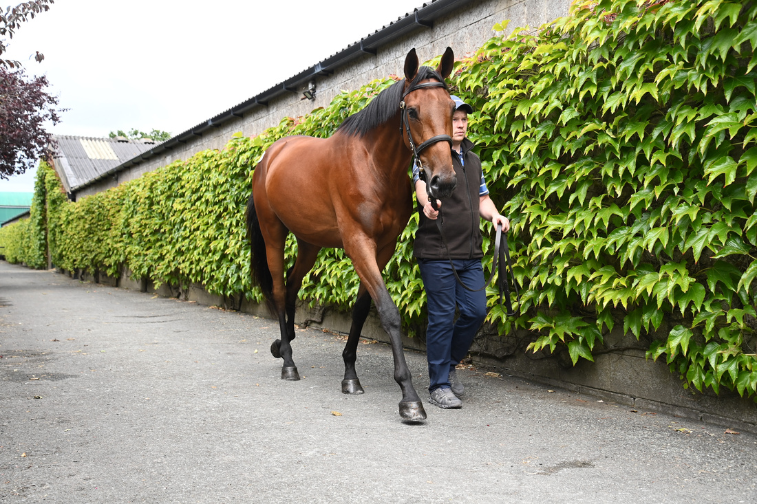 Haras d’Etreham Obstacle (@etrehamobstacle) on Twitter photo 💥 #GoliathDuBerlais s’impose dans le top 10 des top prices de la Derby Sale 2025 grâce au lot 278, Fontaine L’Abbé !
Fils de Martalette, gagnante de Gr.3 par Martaline et issue de la prestigieuse famille de Toupie, il a été adjugé 160.000€ à <a href="/HaroldKirk_/">Harold Kirk</a> & <a href="/WillieMullinsNH/">Willie Mullins</a> ! 💥 #GoliathDuBerlais s’impose dans le top 10 des top prices de la Derby Sale 2025 grâce au lot 278, Fontaine L’Abbé !
Fils de Martalette, gagnante de Gr.3 par Martaline et issue de la prestigieuse famille de Toupie, il a été adjugé 160.000€ à <a href="/HaroldKirk_/">Harold Kirk</a> & <a href="/WillieMullinsNH/">Willie Mullins</a> !