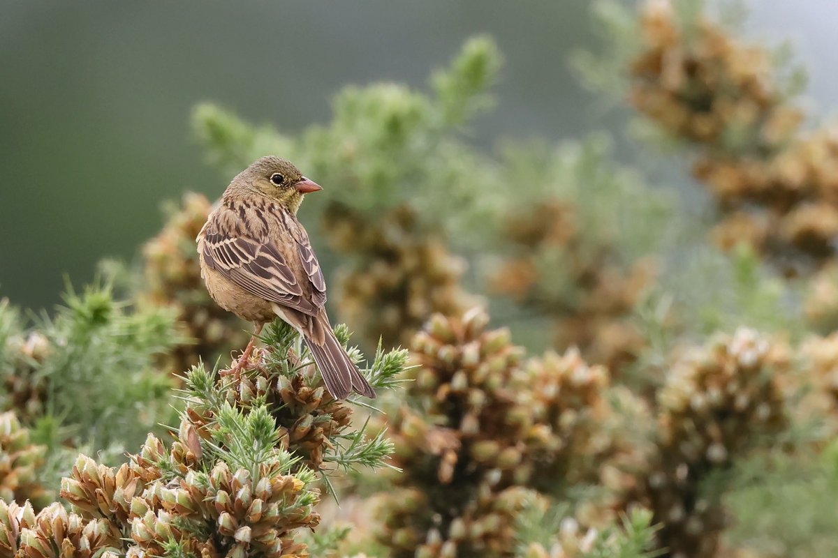 Ortolan Bunting (female) 📷
Apparently paired up with Yellowhammer &amp; has been seen carrying nesting material 😮 Possibly now incubating, which may explain sightings every 2hrs or so, as it leaves nest for drink / eats 🤷‍♂️
<a href="/britishbirds/">British Birds</a> <a href="/_BTO/">BTO</a> <a href="/nybirdnews/">NorthYorksBirdNews</a> 
#Wykeham 
26 Jun 2025