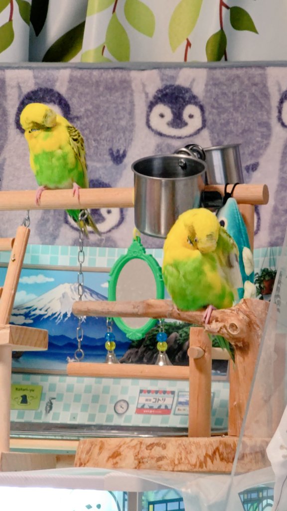 さくらといんこ tweet media