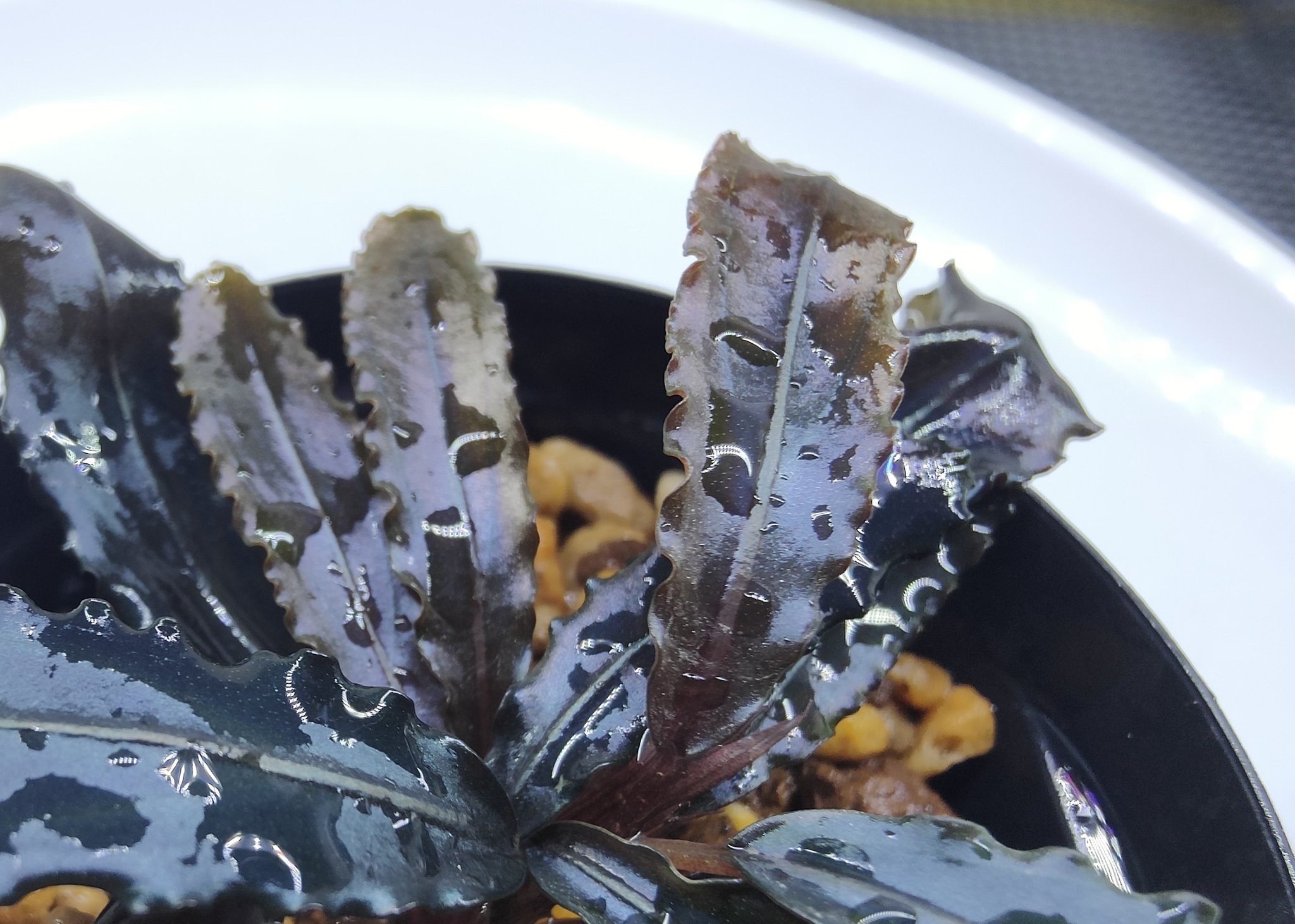 Bucephalandra sp. kapuas hulu - EpicAquatics