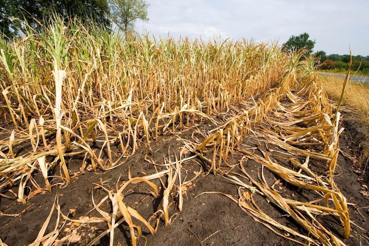 Carbon Brief (@carbonbrief) on Twitter photo Staple crops yields face ‘substantial losses’ in warming world – even with adaptation | <a href="/GAViglione/">Giuliana A. Viglione, PhD</a>
Read here: buff.ly/2Md31FY Staple crops yields face ‘substantial losses’ in warming world – even with adaptation | <a href="/GAViglione/">Giuliana A. Viglione, PhD</a>
Read here: buff.ly/2Md31FY