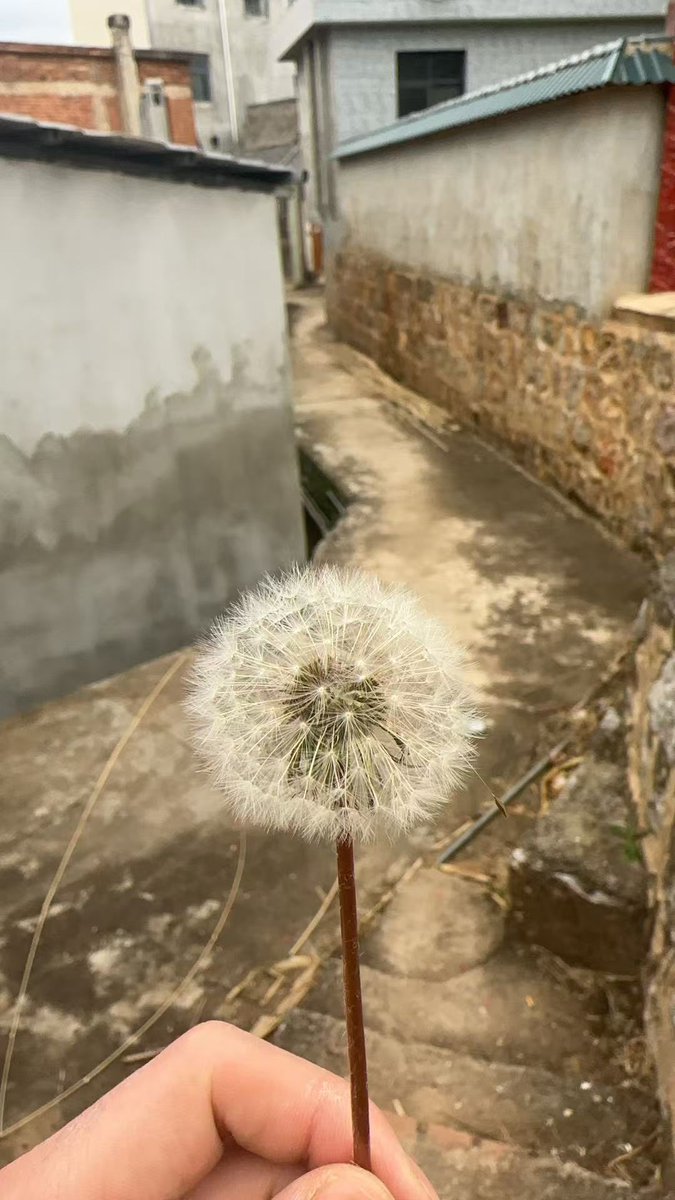 新浪潮 (@xinlangchaobai) on Twitter photo 