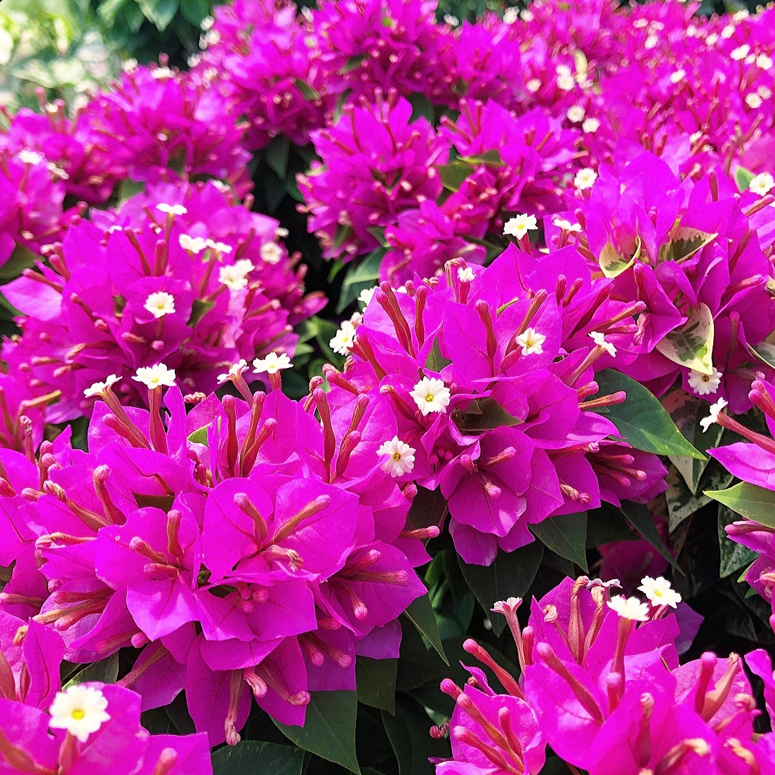 お花々＊様 園芸ネット on X