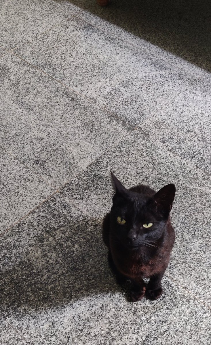 Never thought the day would come when I’d be sneaking around with a cat.